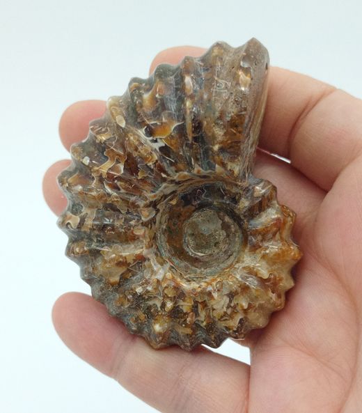 Douvilleiceras (Ammonites)