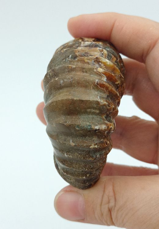 Douvilleiceras (Ammonites)