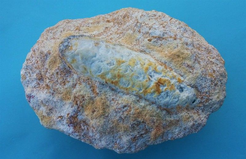 Echicalastrobus chinleana Piña fósil