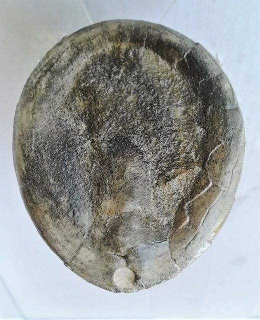 Echinocorys humilis (Erizo de mar)