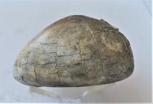 Echinocorys humilis (Erizo de mar)
