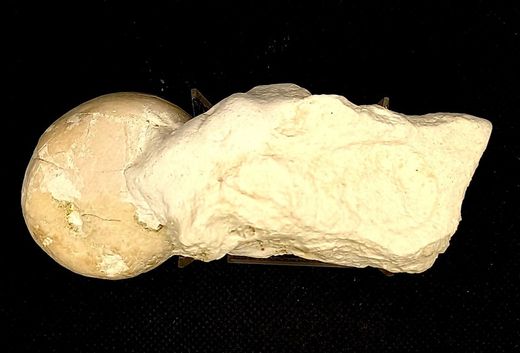 Echinocorys scutata