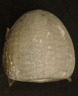 Echinocorys subglobosa