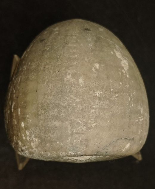 Echinocorys subglobosa