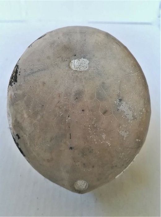 Echinocorys subglobosa