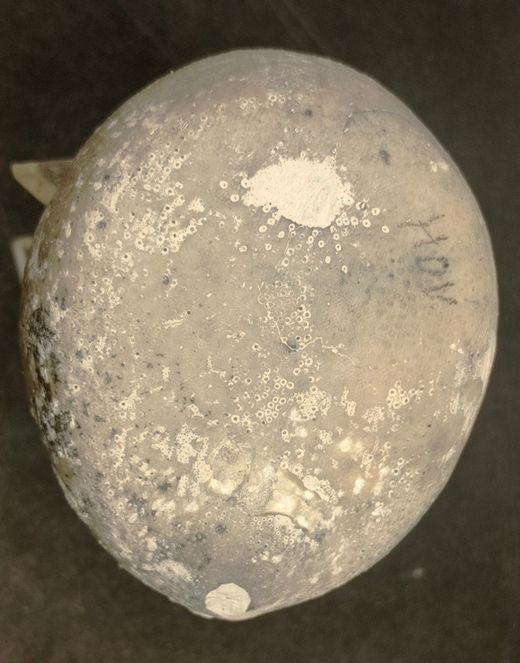 Echinocorys subglobosa