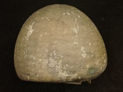 Echinocorys subglobosa