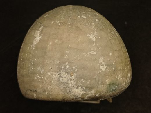 Echinocorys subglobosa