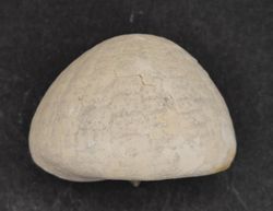 Echinocorys sulcatus