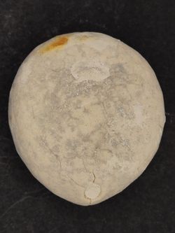 Echinocorys sulcatus