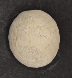Echinocorys sulcatus (individuo completo)