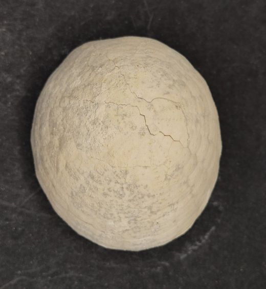 Echinocorys sulcatus (individuo completo)