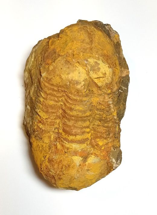 Ectillaenus benignensis (Trilobite)