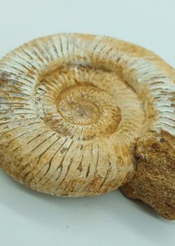 Ejemplar de Choffatia sp.