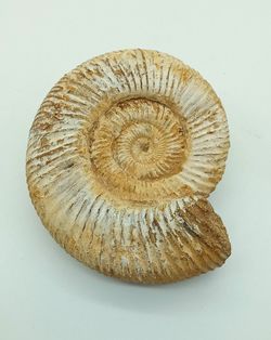 Ejemplar de Choffatia sp.
