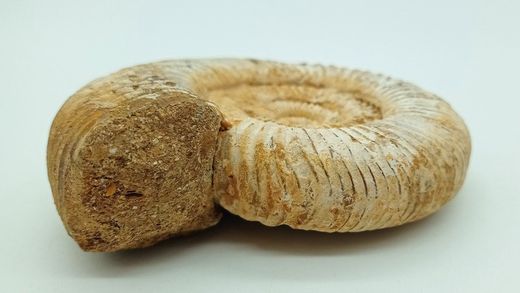 Ejemplar de Choffatia sp.