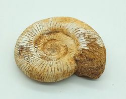 Ejemplar de Choffatia sp.