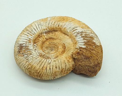 Ejemplar de Choffatia sp.