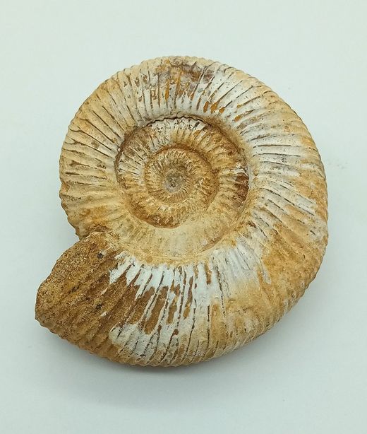 Ejemplar de Choffatia sp.