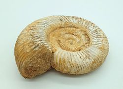 Ejemplar de Choffatia sp.