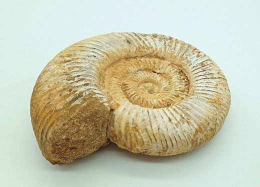Ejemplar de Choffatia sp.