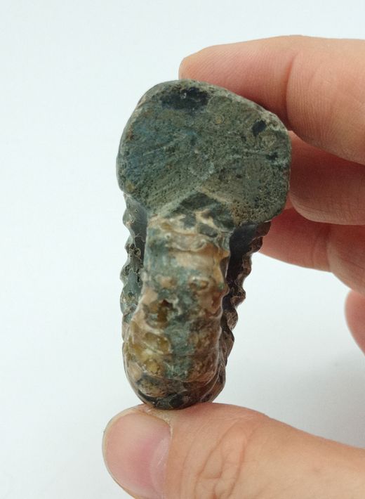 Ejemplar de Douvilleiceras
