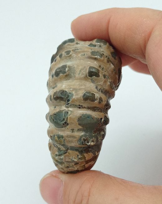 Ejemplar de Douvilleiceras