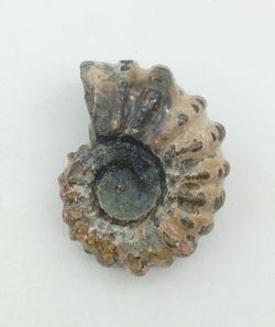Ejemplar de Douvilleiceras