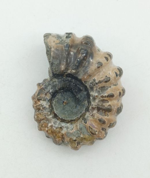 Ejemplar de Douvilleiceras