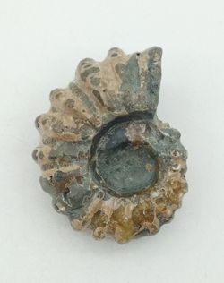 Ejemplar de Douvilleiceras