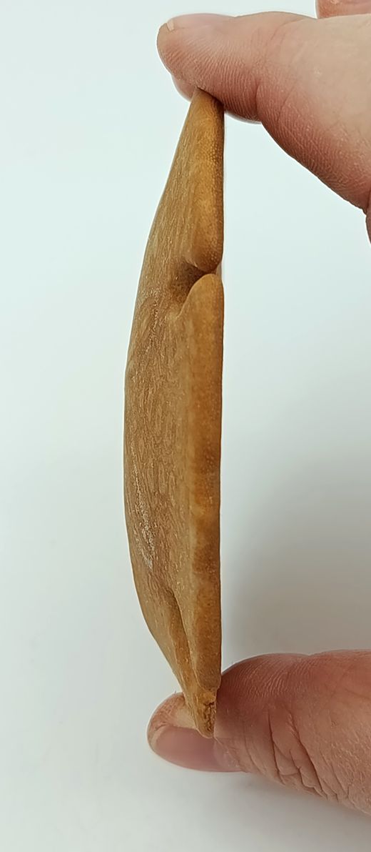 Ejemplar de Encope borealis