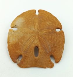 Ejemplar de Encope borealis