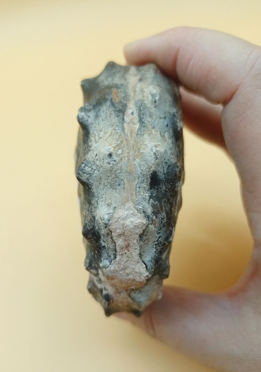 Ejemplar de Mammites nodosoides