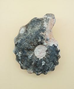 Ejemplar de Mammites nodosoides