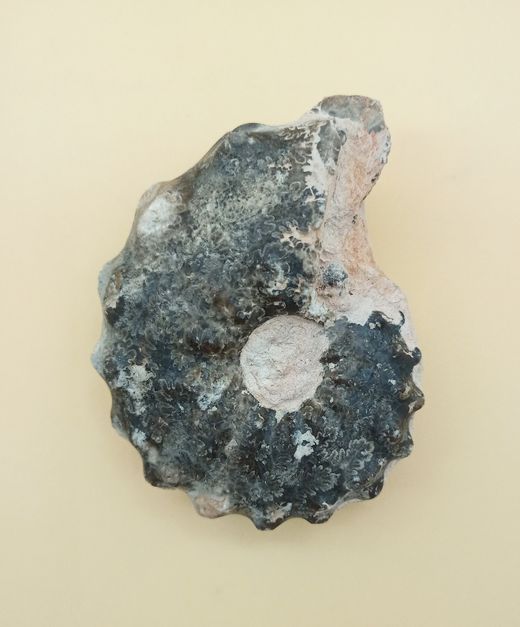 Ejemplar de Mammites nodosoides