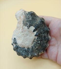 Ejemplar de Mammites nodosoides