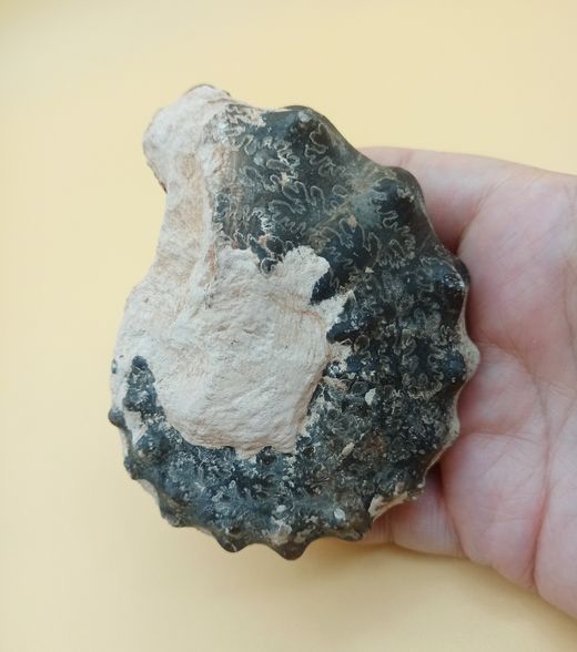 Ejemplar de Mammites nodosoides
