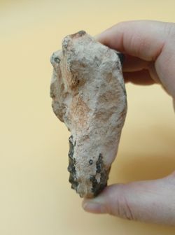 Ejemplar de Mammites nodosoides