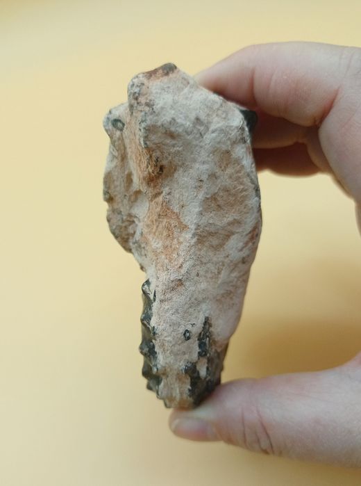 Ejemplar de Mammites nodosoides