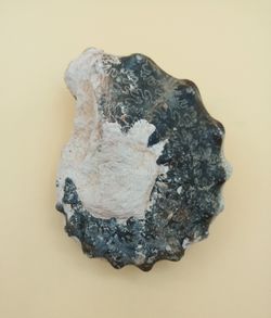 Ejemplar de Mammites nodosoides