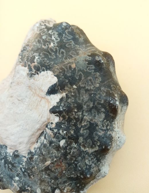 Ejemplar de Mammites nodosoides