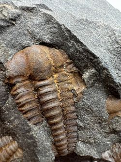 Ellipsocephalus hoffi