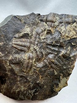 Ellipsocephalus hoffi varios individuos en matriz