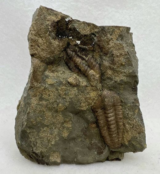 Ellipsocephalus hoffi dos individuos en matriz
