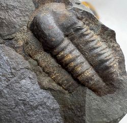 Ellipsocephalus hoffi en matriz