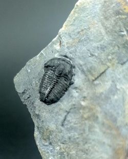 Elrathia kingi