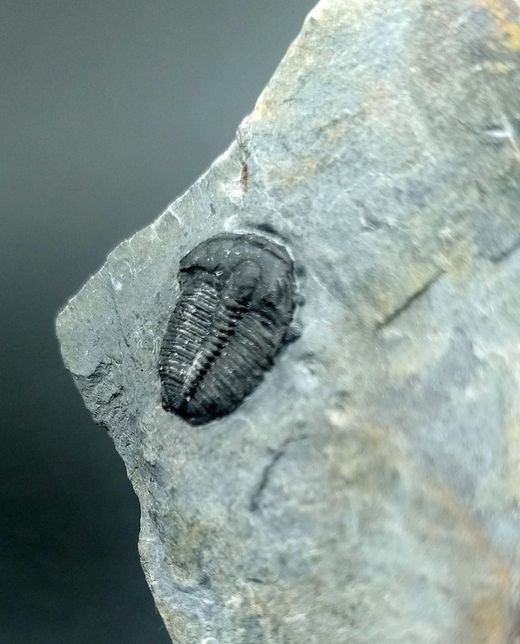 Elrathia kingi