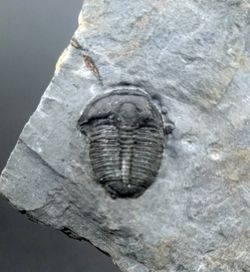 Elrathia kingi