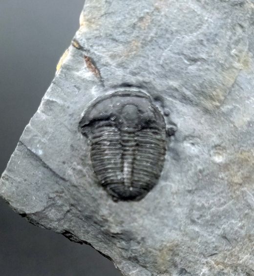 Elrathia kingi