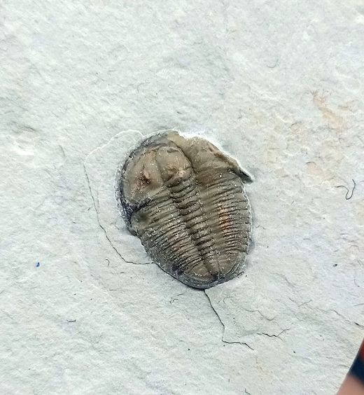 Elrathia kingi (individuo completo)